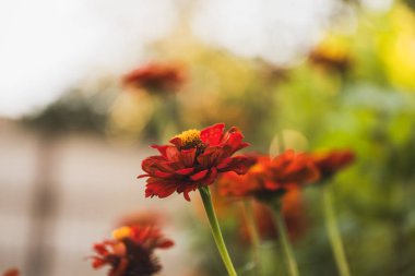 Kırmızı Majors çiçekleri yakın plan. Olgun büyükler çiçek, makro