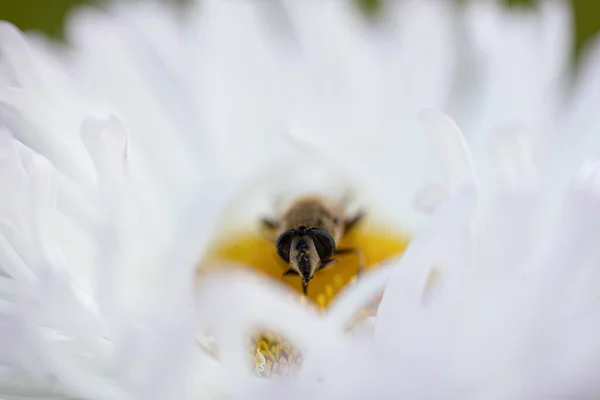 Uçan bal arısı elma çiçeğinden arı poleni topluyor. Arılar bal topluyor, makro fotoğrafçılık.