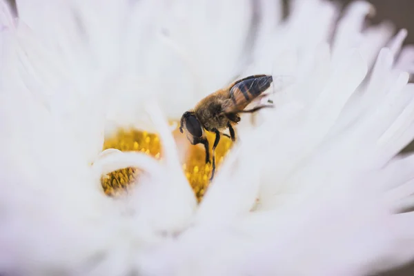 Arı tozlaştıran çiçekler, makro fotoğrafçılık.