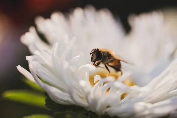 Arı tozlaştıran çiçekler, makro fotoğrafçılık.