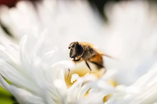 Arı tozlaştıran çiçekler, makro fotoğrafçılık.
