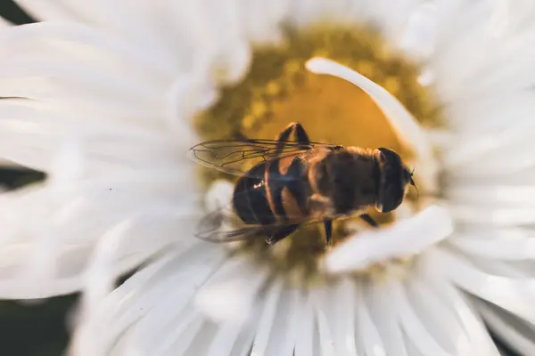 Arı tozlaştıran çiçekler, makro fotoğrafçılık.