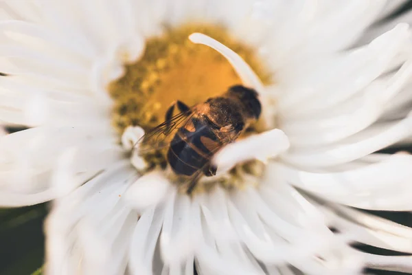 Arı tozlaştıran çiçekler, makro fotoğrafçılık.