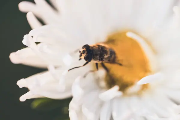 Arı tozlaştıran çiçekler, makro fotoğrafçılık.