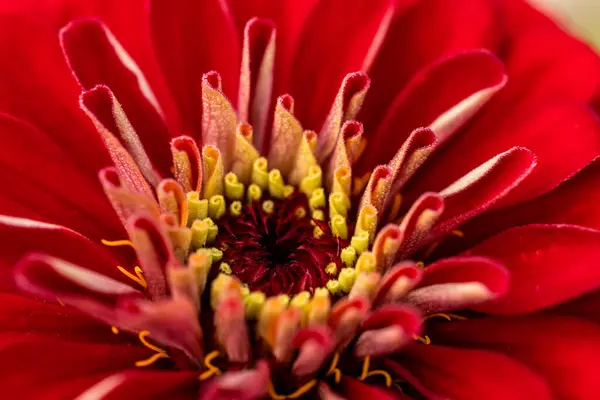 Kırmızı Majors çiçekleri yakın plan. Olgun büyükler çiçek, makro