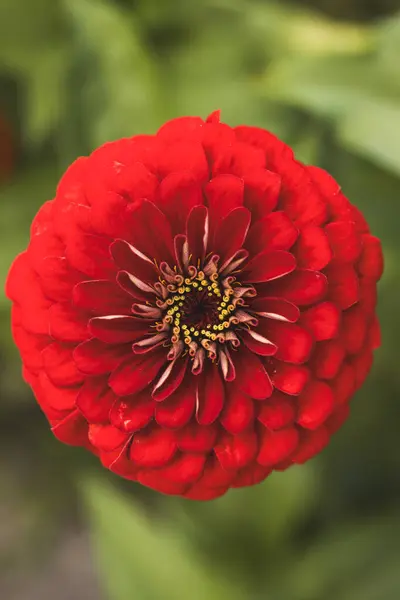 Kırmızı Majors çiçekleri yakın plan. Olgun büyükler çiçek, makro