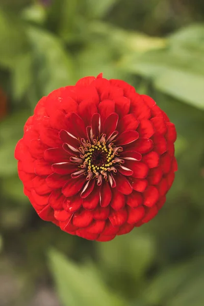 Kırmızı Majors çiçekleri yakın plan. Olgun büyükler çiçek, makro