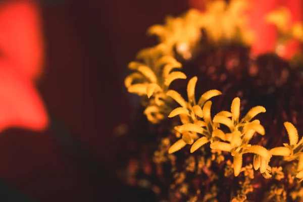 Kırmızı Majors çiçekleri yakın plan. Olgun büyükler çiçek, makro