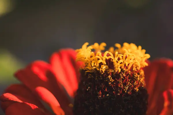 Kırmızı Majors çiçekleri yakın plan. Olgun büyükler çiçek, makro