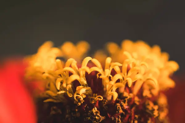 Kırmızı Majors çiçekleri yakın plan. Olgun büyükler çiçek, makro