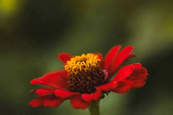 Kırmızı Majors çiçekleri yakın plan. Olgun büyükler çiçek, makro