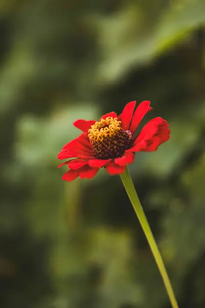 Kırmızı Majors çiçekleri yakın plan. Olgun büyükler çiçek, makro