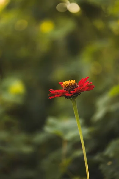 Kırmızı Majors çiçekleri yakın plan. Olgun büyükler çiçek, makro