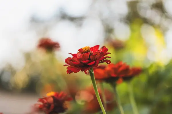 Kırmızı Majors çiçekleri yakın plan. Olgun büyükler çiçek, makro
