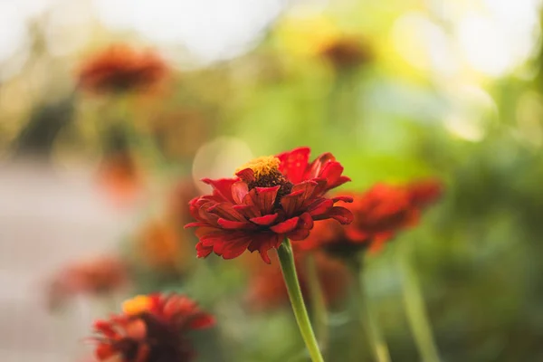 Kırmızı Majors çiçekleri yakın plan. Olgun büyükler çiçek, makro