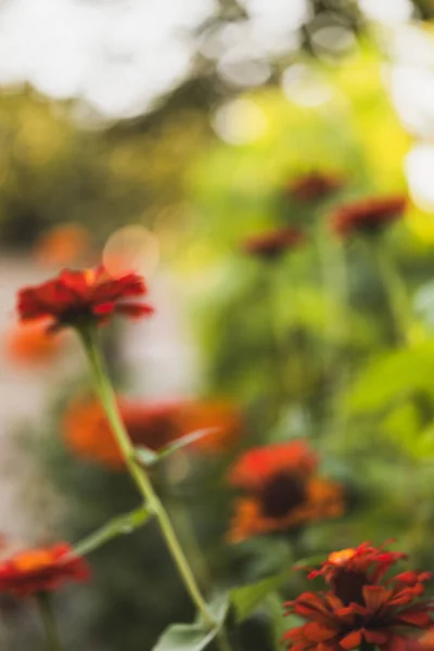 Kırmızı Majors çiçekleri yakın plan. Olgun büyükler çiçek, makro