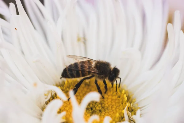 Arı tozlaştıran çiçekler, makro fotoğrafçılık.