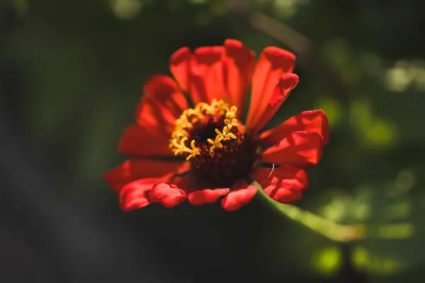 Kırmızı Majors çiçekleri yakın plan. Olgun büyükler çiçek, makro