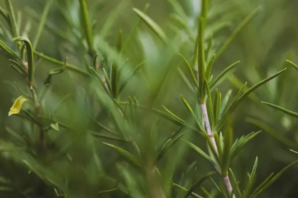 Taze biberiye bitkisinin ayrıntıları. Biberiye bahçesi. Makro manzara. Biberiye yakından. Makro fotoğrafçılık. Biberiyeli yeşil arka plan. Bir bitkiyle yeşil arkaplan.