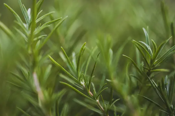 Taze biberiye bitkisinin ayrıntıları. Biberiye bahçesi. Makro manzara. Biberiye yakından. Makro fotoğrafçılık. Biberiyeli yeşil arka plan. Bir bitkiyle yeşil arkaplan.