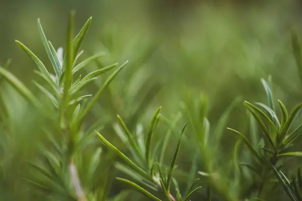 Taze biberiye bitkisinin ayrıntıları. Biberiye bahçesi. Makro manzara. Biberiye yakından. Makro fotoğrafçılık. Biberiyeli yeşil arka plan. Bir bitkiyle yeşil arkaplan.