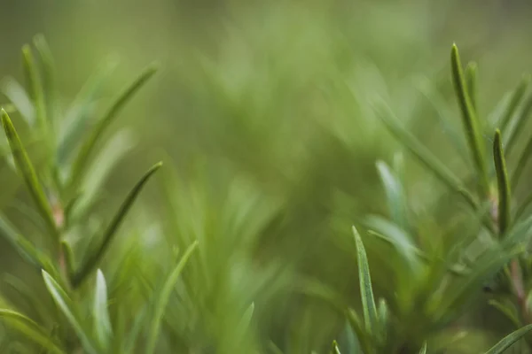 Taze biberiye bitkisinin ayrıntıları. Biberiye bahçesi. Makro manzara. Biberiye yakından. Makro fotoğrafçılık. Biberiyeli yeşil arka plan. Bir bitkiyle yeşil arkaplan.