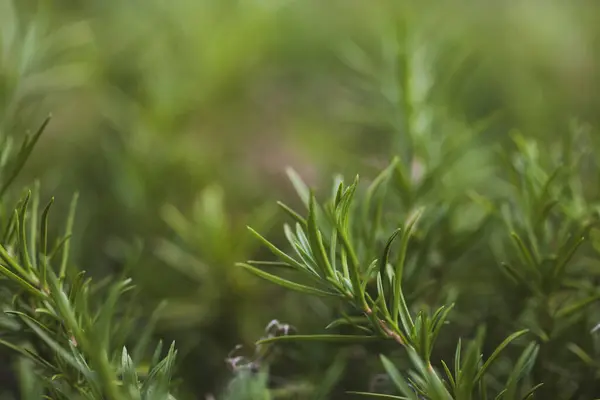 Taze biberiye bitkisinin ayrıntıları. Biberiye bahçesi. Makro manzara. Biberiye yakından. Makro fotoğrafçılık. Biberiyeli yeşil arka plan. Bir bitkiyle yeşil arkaplan.