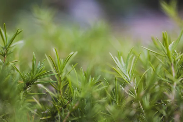 stock image Detail of fresh rosemary herb. Rosemary herb garden. macro view. Rosemary up close. Macro photography. Green background with rosemary. Green background with a plant.