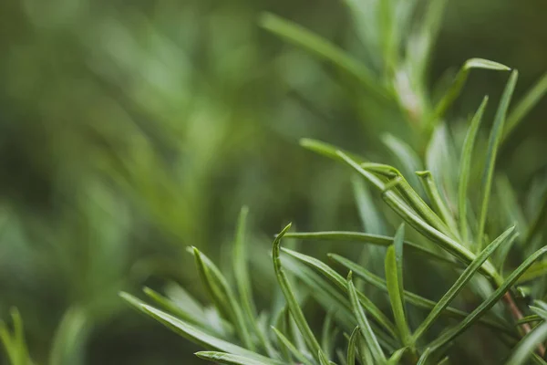 Taze biberiye bitkisinin ayrıntıları. Biberiye bahçesi. Makro manzara. Biberiye yakından. Makro fotoğrafçılık. Biberiyeli yeşil arka plan. Bir bitkiyle yeşil arkaplan.