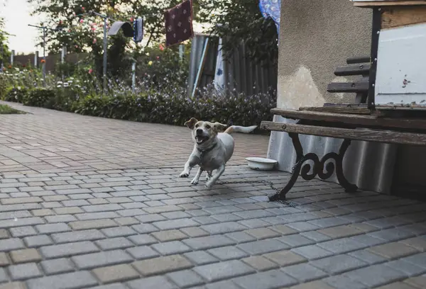 Zincirlenmiş beyaz bir köy köpeği. Hayvan haklarının korunması. Kırsal