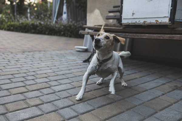 Zincirlenmiş beyaz bir köy köpeği. Hayvan haklarının korunması. Kırsal