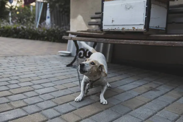 Zincirlenmiş beyaz bir köy köpeği. Hayvan haklarının korunması. Kırsal