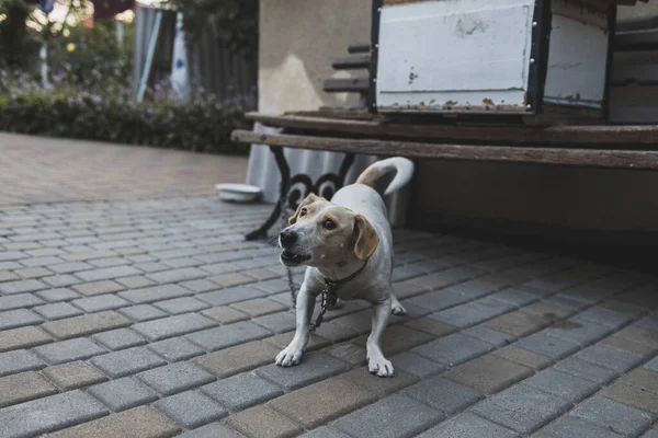 Zincirlenmiş beyaz bir köy köpeği. Hayvan haklarının korunması. Kırsal