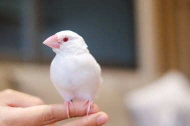 Beyaz Java serçesi küçük kuş el üstünde