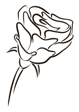 Rose in hand drawn style with sepals, rosehip and long stem over white background.