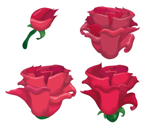 Pink Roses Set One Bud Stem Three Samples Bloomed Flowers — Vector de stock