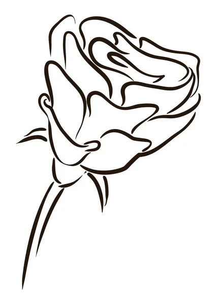 Rose Hand Drawn Style Sepals Rosehip Long Stem White Background — Vector de stock