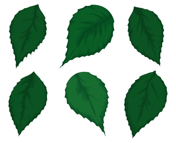 Group Six Green Serrated Leaves Design Cartoon Style White Background — Stockvektor