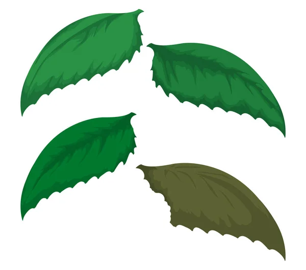 Set Four Green Serrated Leaves One Them Bitten Faded Design — стоковый вектор