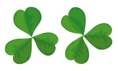 İki tane üç yapraklı yonca. Beyaz arkaplan üzerinde çizgi film tarzında yeşil yoncalar.