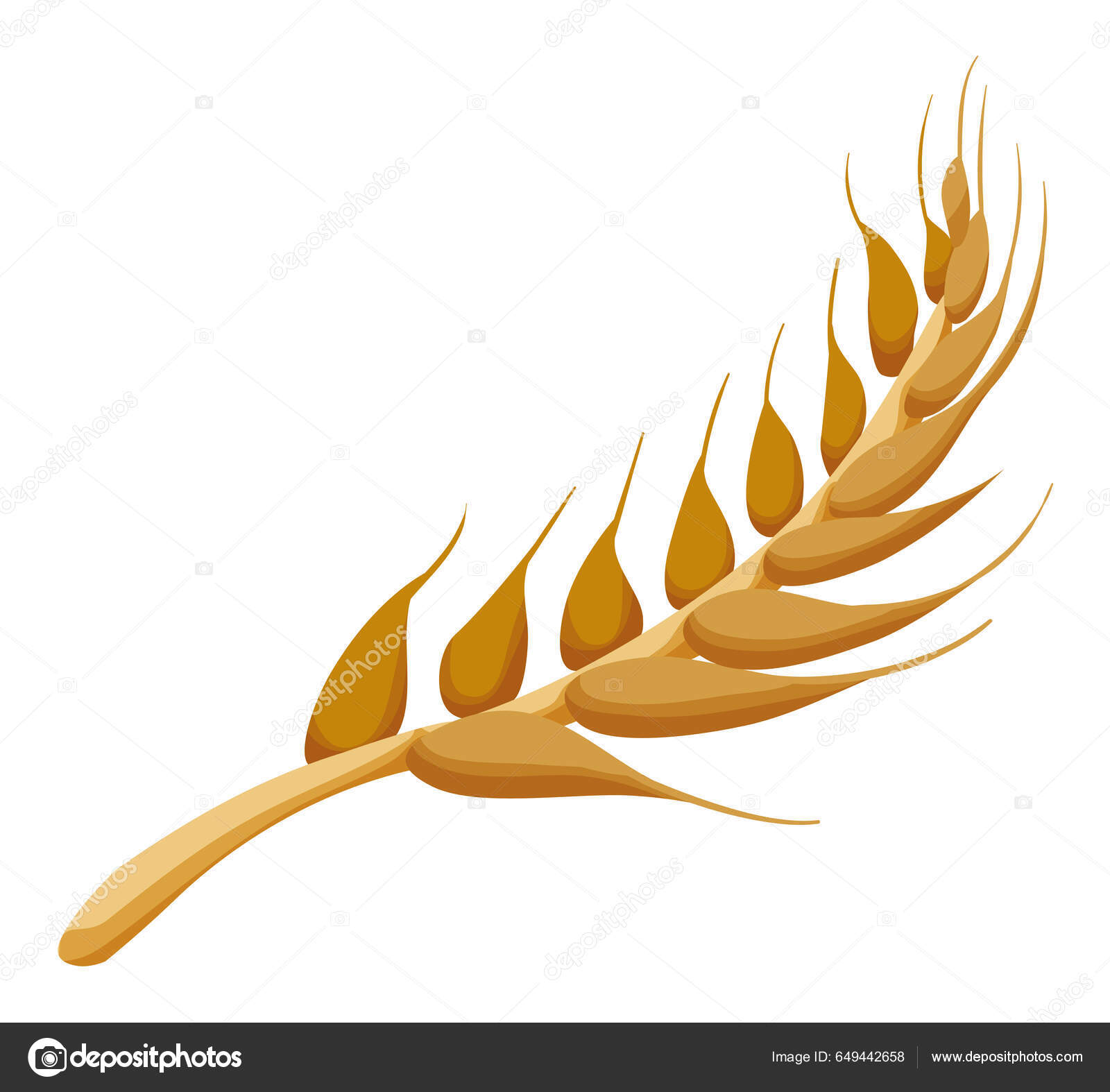Image vectorielle Gros Plan D'une Épi Blé Dessin Animé Isolé Sur Fond par  ©PenWin - 649442658, image size:1600x1574