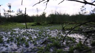 Kendinizi bataklık yosunlarının karmaşık güzelliğine bu büyüleyici yakın çekim videosuyla daldırın. Pürüzsüz kamera hareketleri bu eşsiz ekosistemin hassas dokularını ve canlı yeşilliklerini gözler önüne seriyor..