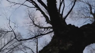 Sonbahar projelerinizi bu güzel, yüksek çözünürlüklü videoyla geliştirin. Kamera bir huş ağacını açık bir sonbahar gökyüzünün arka planına nazikçe çevirir. Bu kısa, 5-20 saniyelik klip...