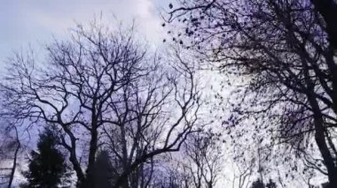 Bu atmosferik yüksek çözünürlüklü video ile sonbahar projelerinizi geliştirin. Sahnede bulutlu bir akşam gökyüzüne karşı çıplak ağaç tepeleri yer alıyor. Bu kısa, 5-20 saniyelik klip sükunet yaratır.