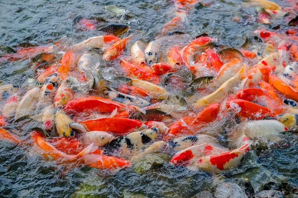 Багато Яскравих Риб Їдять Їжу Заважає Один Одному Ставку — стокове фото