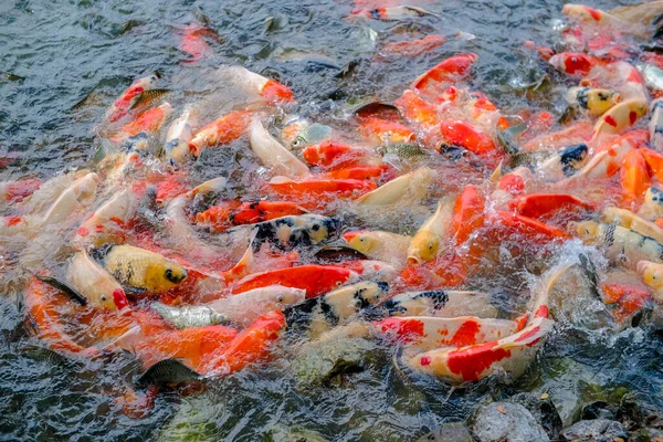 Muitos Peixes Brilhantes Comem Comida Interferindo Uns Com Outros Lagoa — Fotografia de Stock