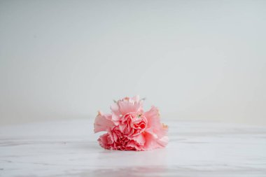 Gri beton arka planda pembe karanfil çiçekleri