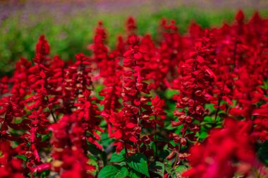 Bahçedeki güzel kırmızı Celosia çiçeklerine yakın çekim. 