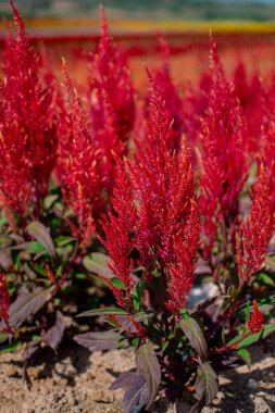 Bahçedeki güzel kırmızı Celosia çiçeklerine yakın çekim. 