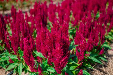Bahçedeki güzel kırmızı Celosia çiçeklerine yakın çekim. 
